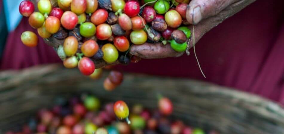 how to store green coffee beans