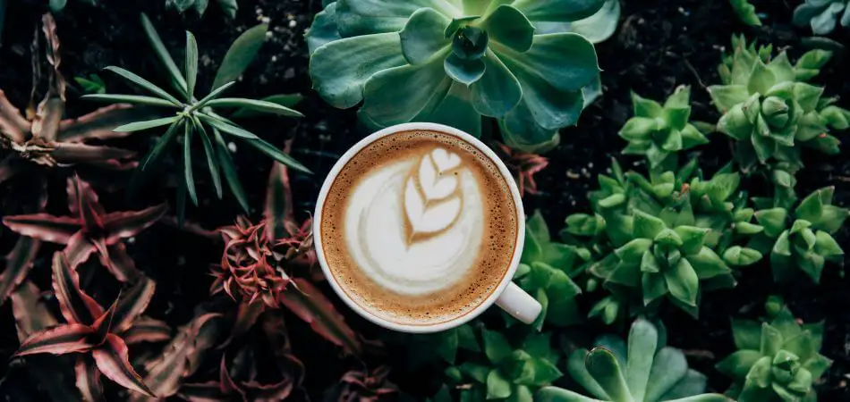 What Is a Latte
