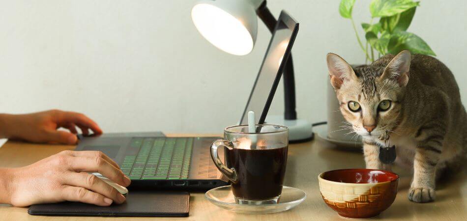 Can Cats Have Coffee