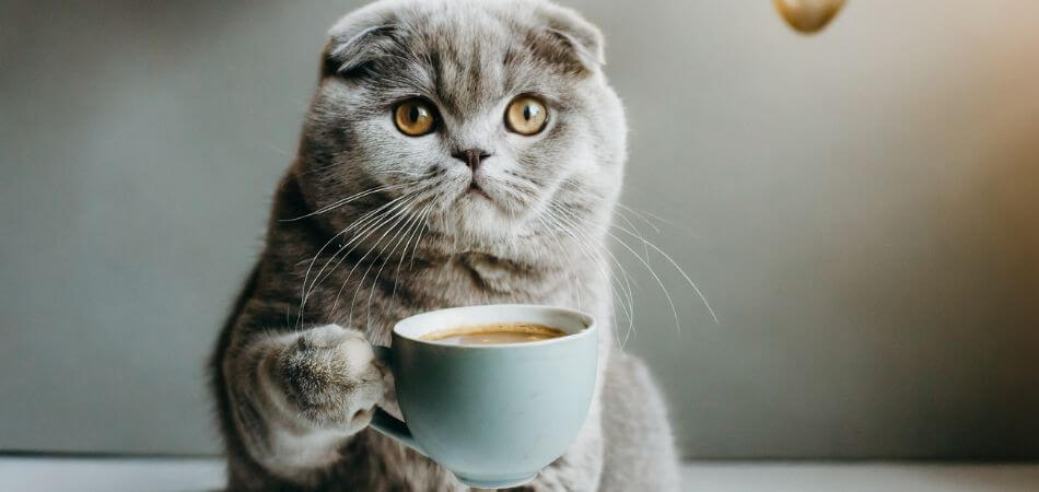 Can Cats Have Coffee