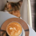 Can Cats Have Coffee