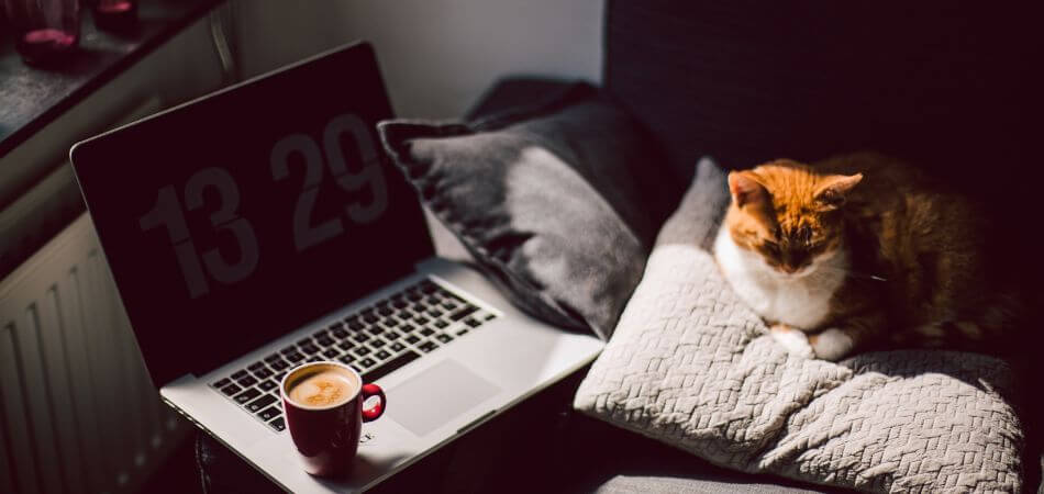 Can Cats Have Coffee
