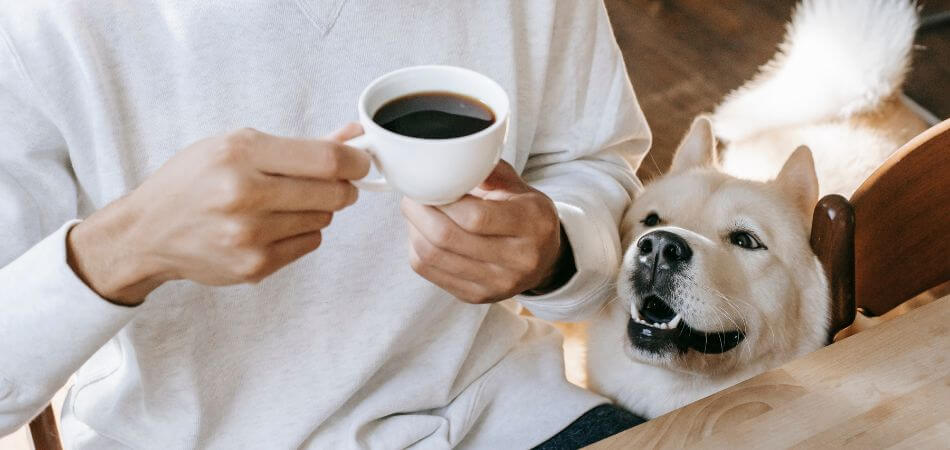 Coffee Toxicity in Pets