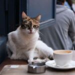 Coffee Toxicity in Pets
