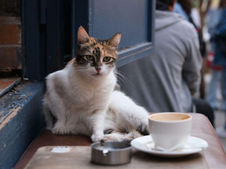 Coffee Toxicity in Pets