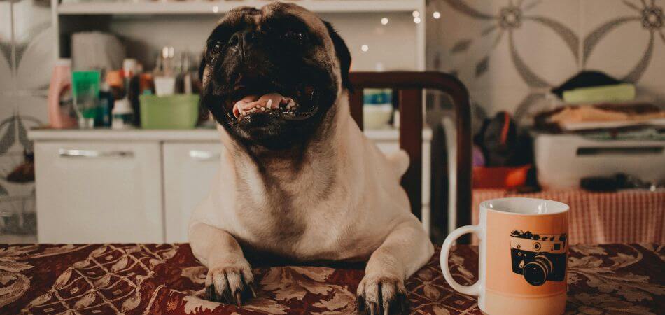 Coffee Toxicity in Pets